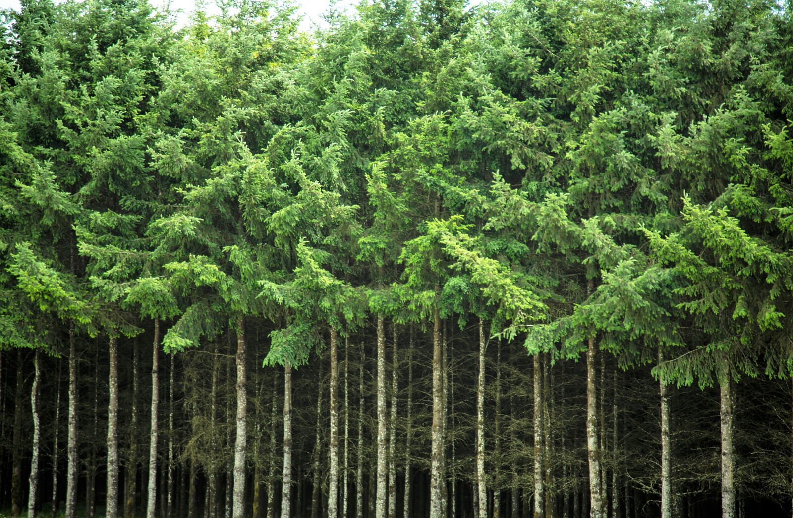 20 DOUGLAS FIR Tree Abies Pseudotsuga Menziesii Christmas Tree Blue Pine Seeds
