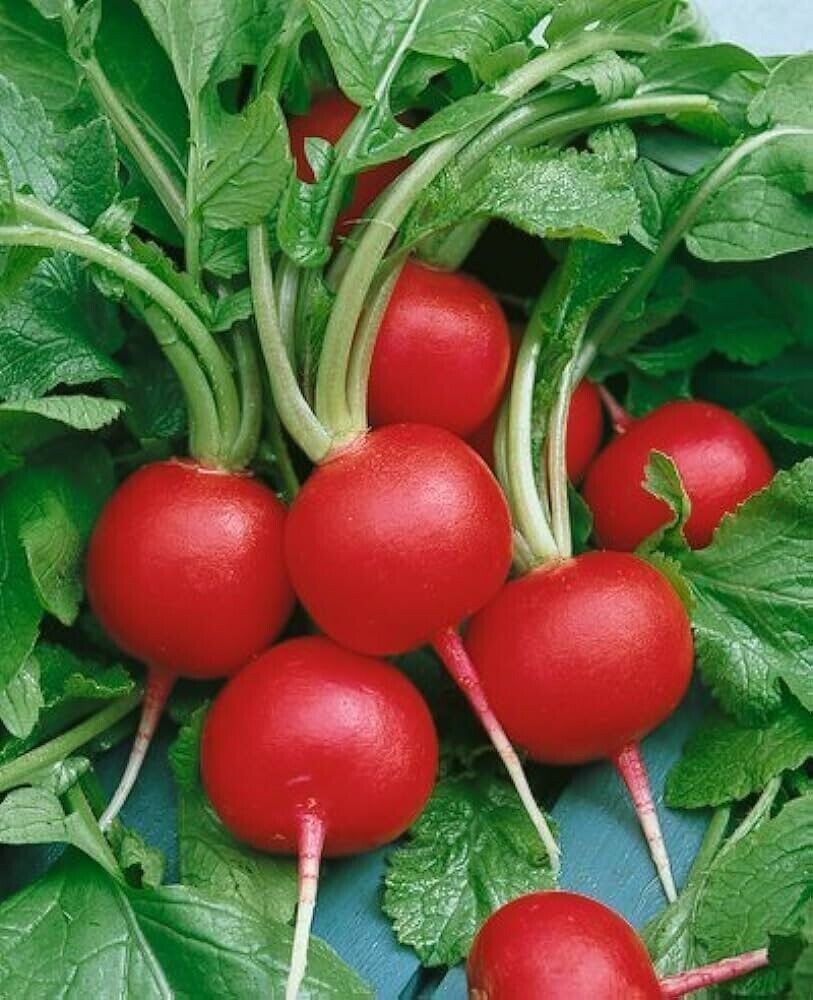 100+ Champion Heirloom Radish Seeds Non-GMO