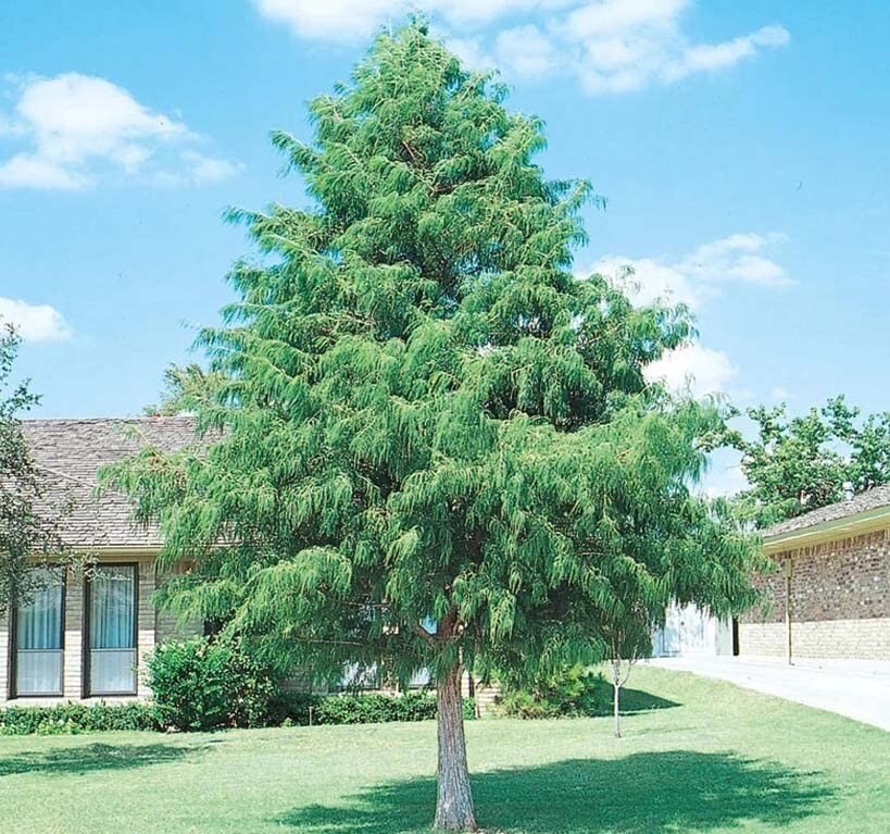 Southern Bald Swamp Cypress Tree Seeds Taxodium distichum Fast Fall Colors Hardy