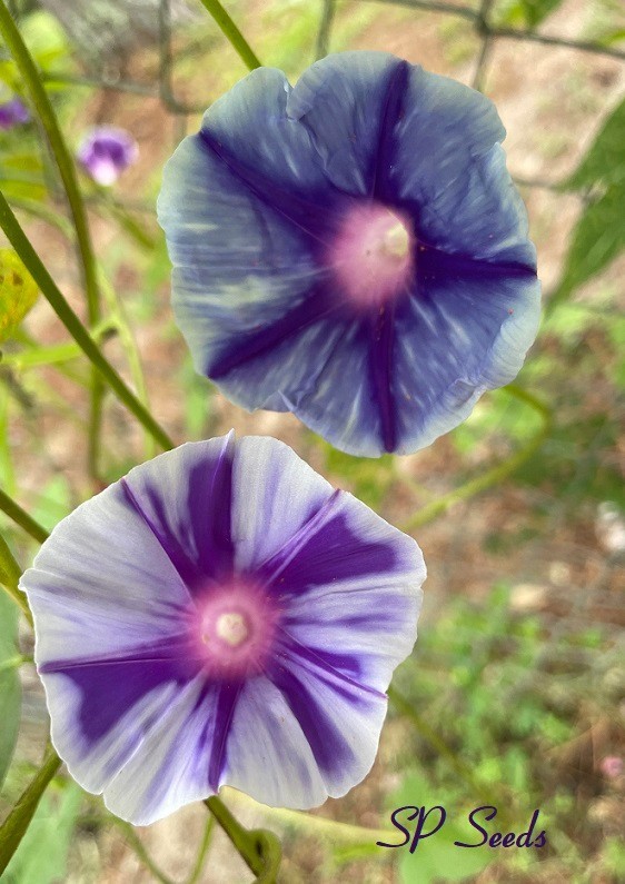 Purple Stars – Japanese Morning Glory – ipomoea NIL – 6 seeds – WOW!