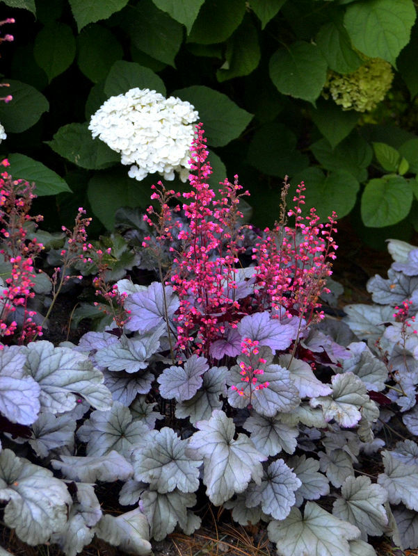 Heuchera Mixed New Varieties PURPLE SILVER & MORE Seeds