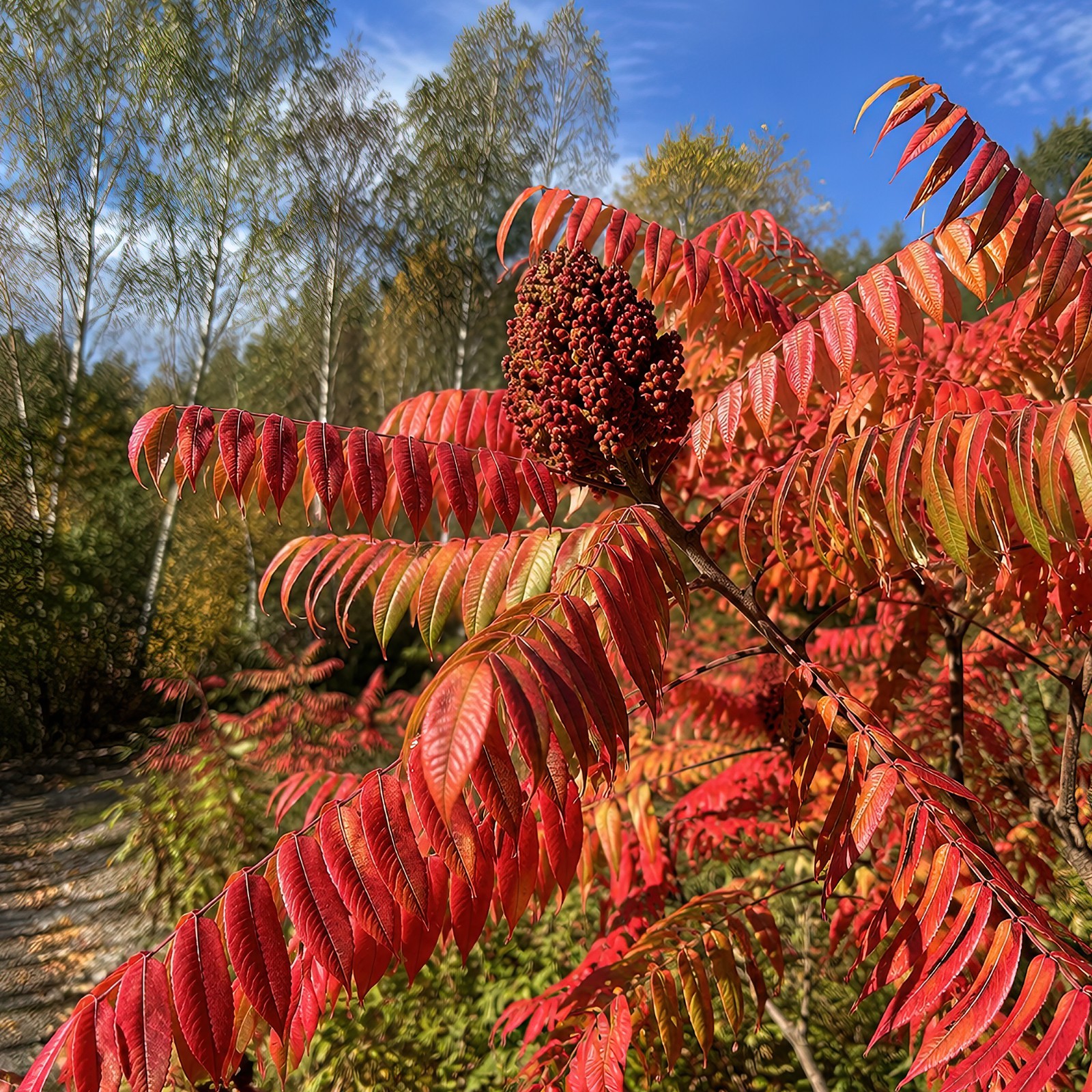 1500 Winged Sumac Tree Seeds (Rhus copallinum) Flameleaf Sumac – Zones 4-9 USA