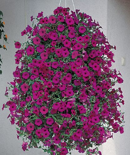 Petunia Seed Tidal Wave Purple Annual Seeds