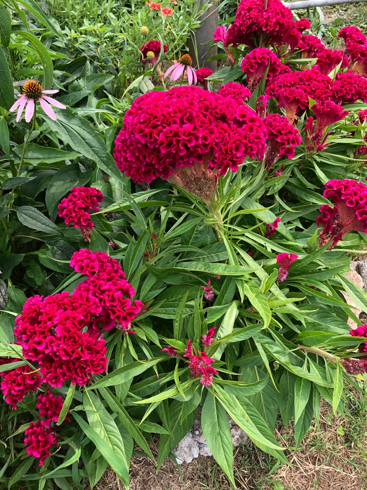FRESH SEEDS Organic Giant Celosia Cristata Fuchsia Amish Cockscomb Edible Flower