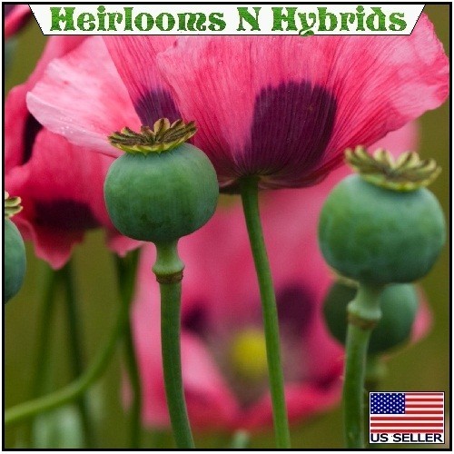 5,000 Organic Giganteum Papaever Somniferum Poppy Seeds Grow Huge Flowers & Pods