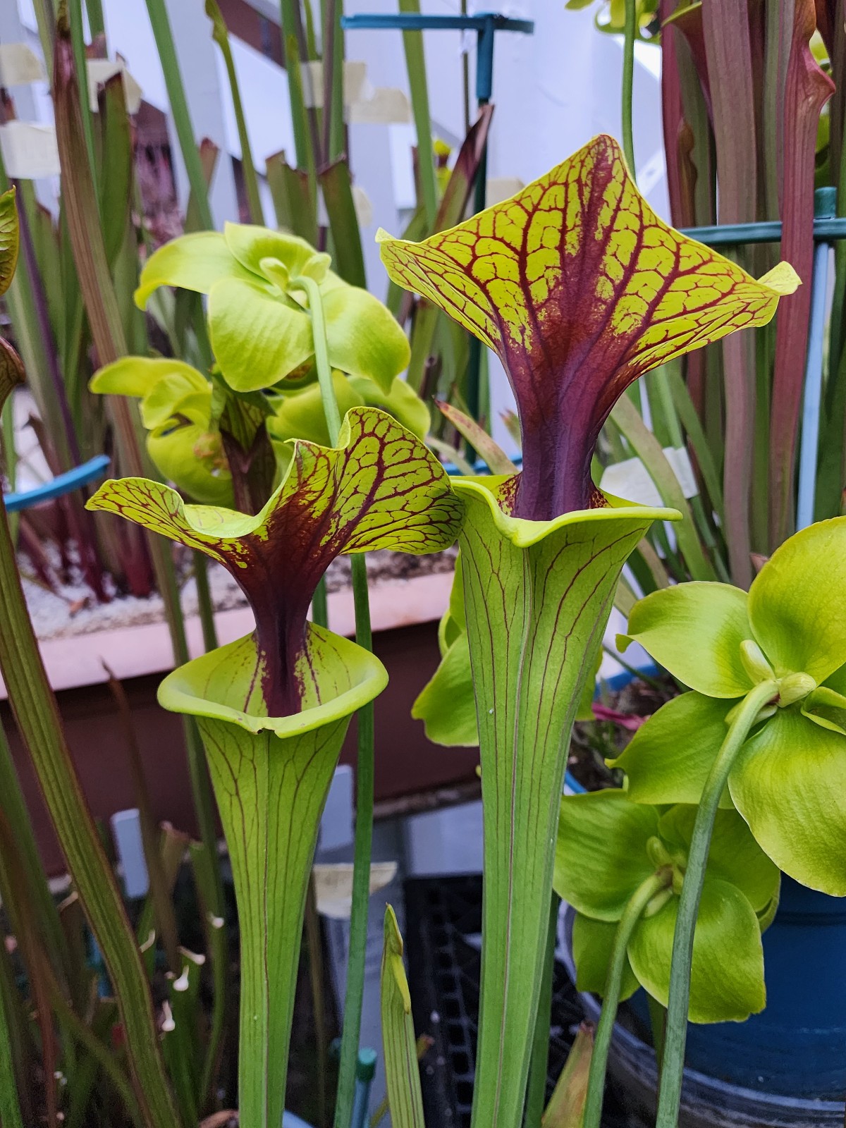2025 SARRACENIA SEEDS: FLAVA ORNATA SELECT X FLAVA ACID VIPER [CP SEED]