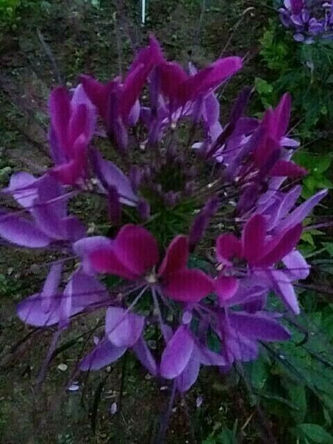 Violet Queen Cleome Seeds- (Spider Flower) 30 Seeds Comb. S/H See Our Store