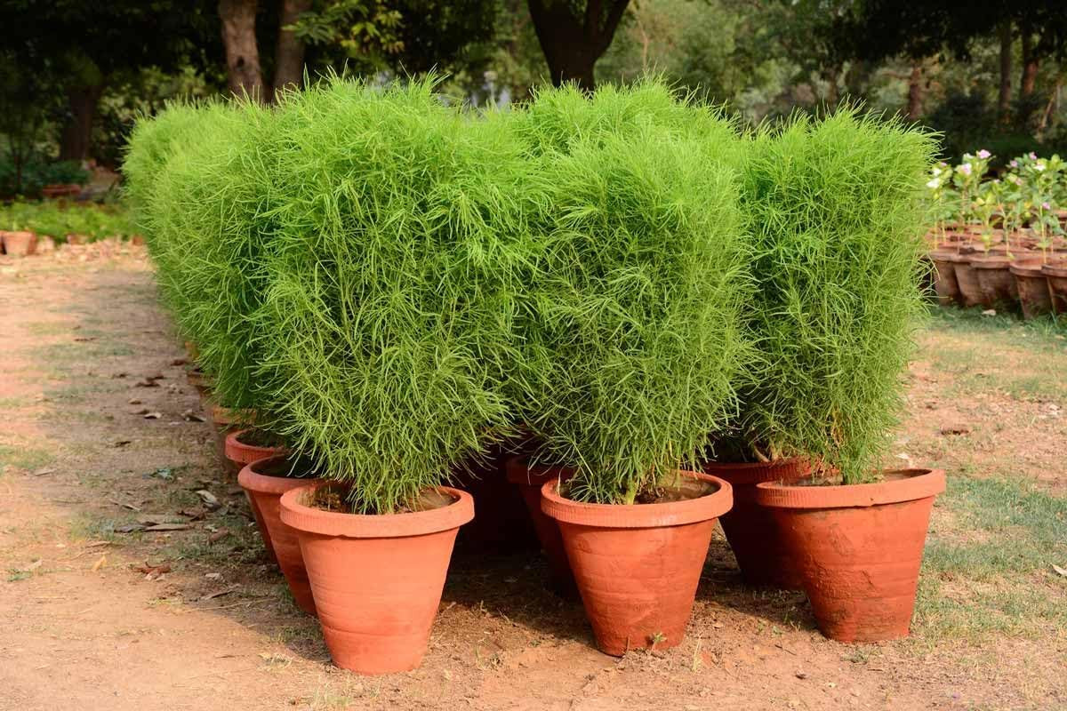 500+ Seeds Summer Cypress Burning Bush Kochia – Flower Multicolor