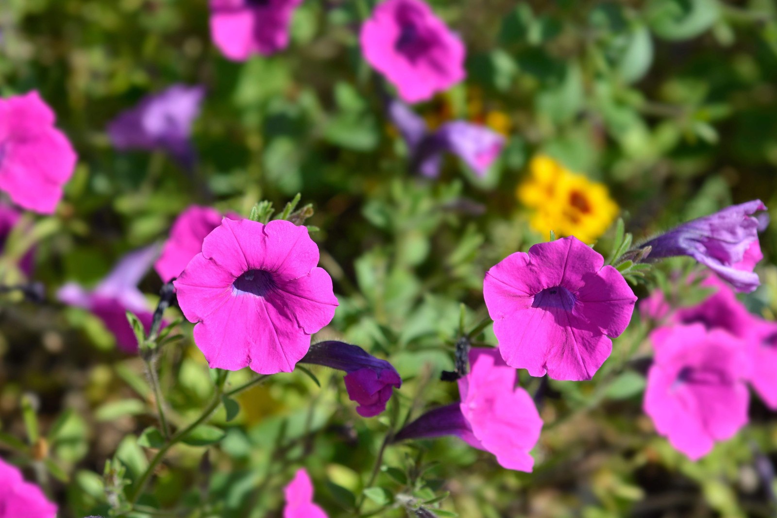 200 PINK LAURA BUSH PETUNIA Violacea Perennial Frilled Trumpet Flower Seeds