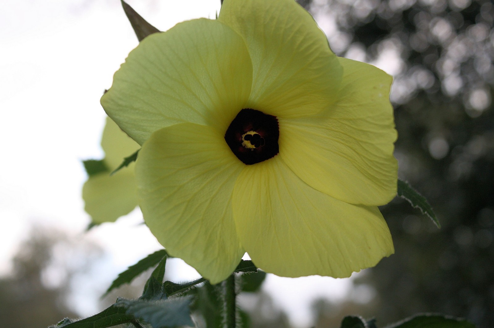 Tropical Seeds – Annual Hibiscus- 20 Heirloom Seeds -Abelmoschus moschatus