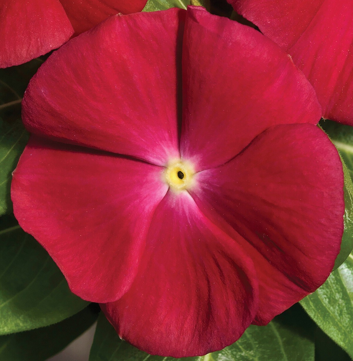 Vinca Vitalia Cherry 25 Vinca Seeds Flower Seeds Catharanthus Roseus