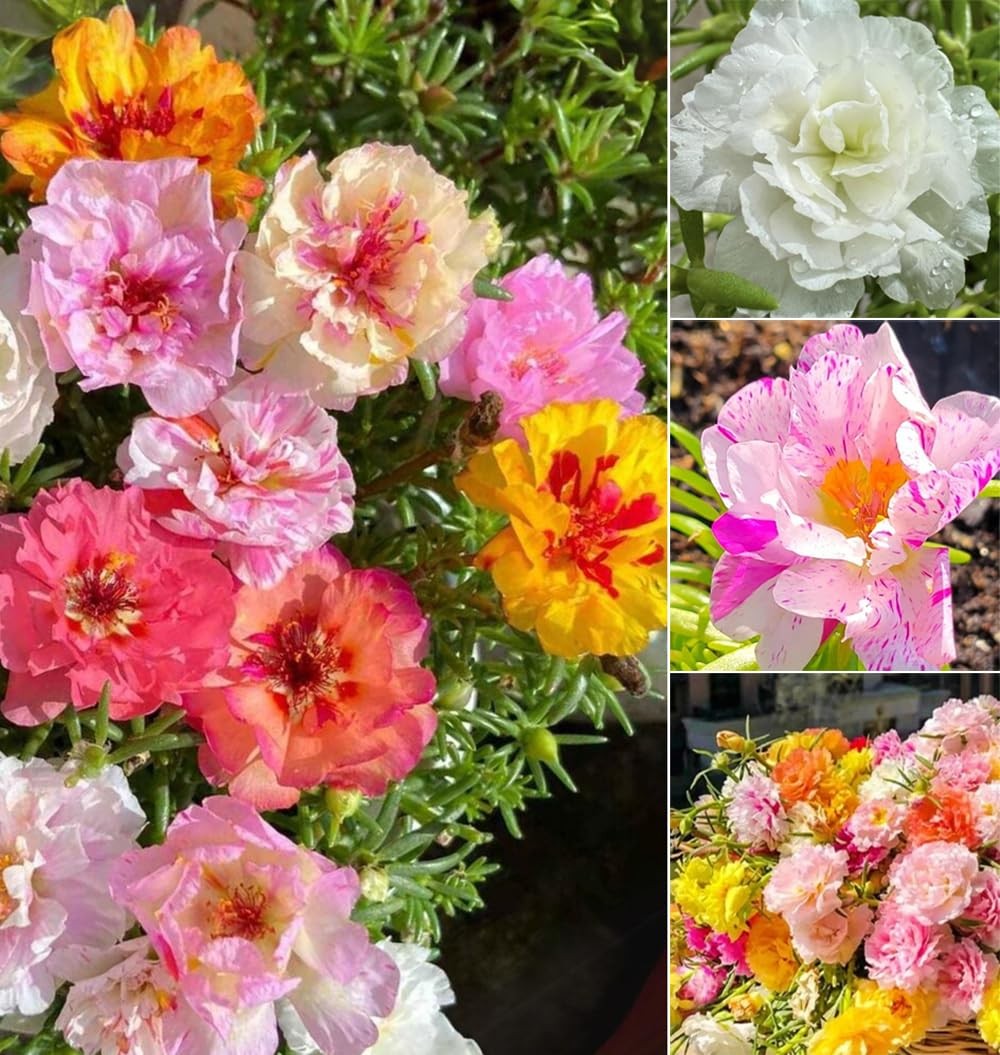300+ Mix Moss Rose Seeds Double Portulaca Margarita Purslanes Flowers Garden …