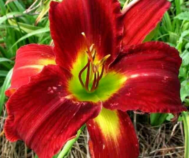 Daylily 1 – BREATHLESS BEAUTY Live Perennial Bulb Bare Root Plant – HEMEROCALLIS