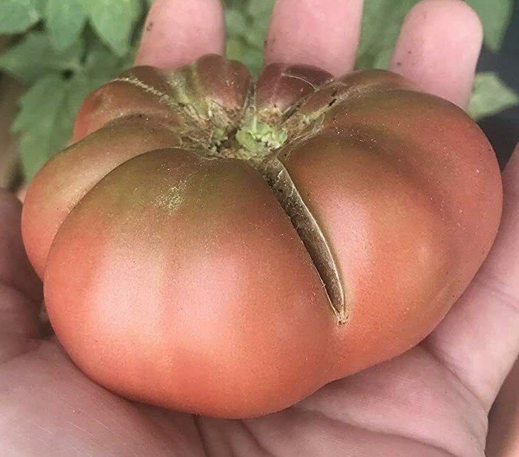 Wild Fred Heirloom Cherokee Purple Dwarf Tomato Premium Seed Packet