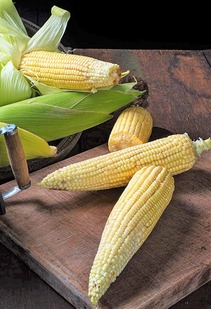 Japanese White Hulless Popcorn Seeds | Popping Ornamental Field Corn Seeds 2023