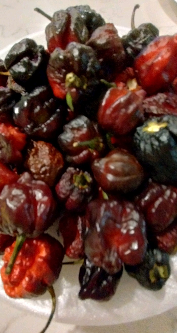 Orion Pepper (20 Seeds) Super Hot, Beautiful Colors, Free Shipping