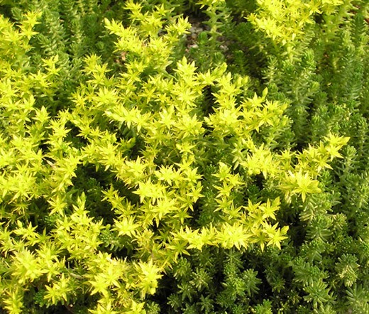 SEDUM WORMLEAF STONECROP Sedum Stenopetalum – 100 Seeds