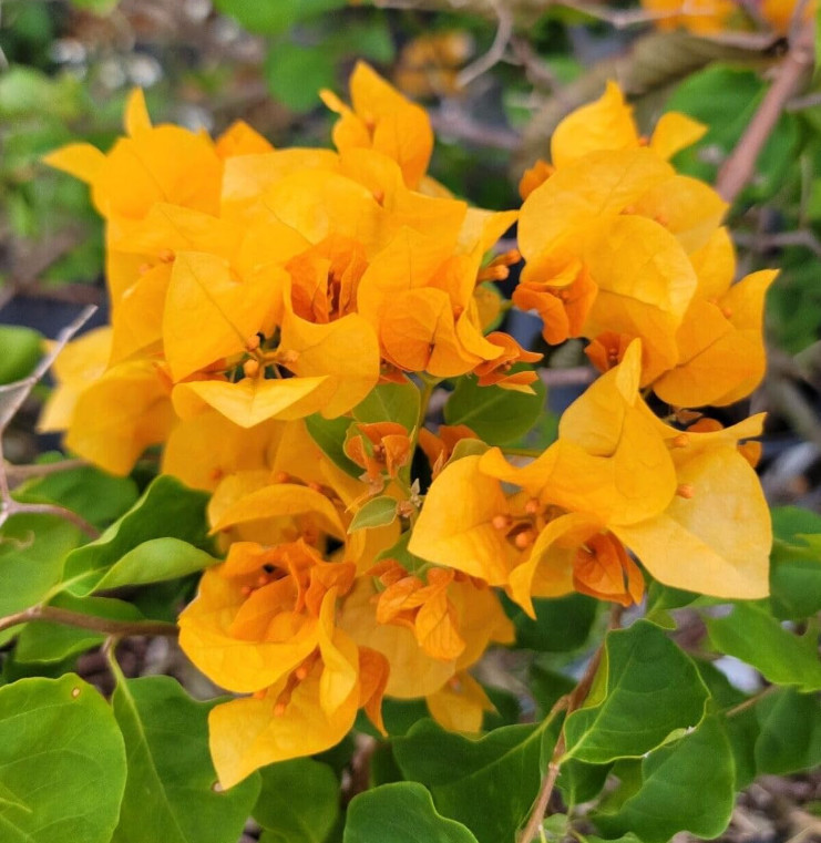 Set 2 California Gold Bougainvillea Live Plants – 4-10″ Tall – Flowering Vine