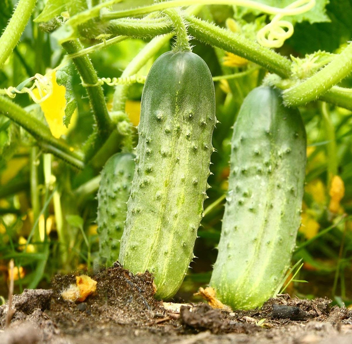 Seeds Cucumber Rodnichok F1 (Cucumis sativus L.) Source Pickling Heirloom Ope…