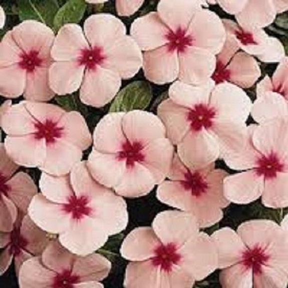 40+ Polka-Dot Vinca Periwinkle / Fragrant / Annual Flower Seeds