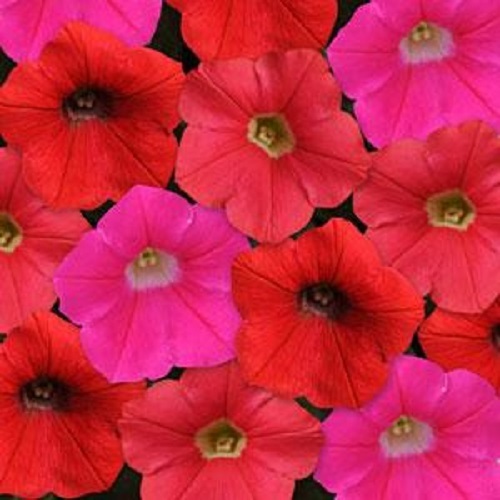 BIN#2R6D5 Petunia Seeds Shock Wave Mix Amp 25 Pelleted Seeds