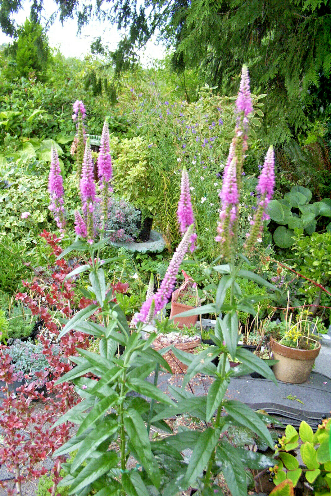 pink veronica longifolia, 160 seeds, LONG LEAF SPEEDWELL, HARDY *USA seller