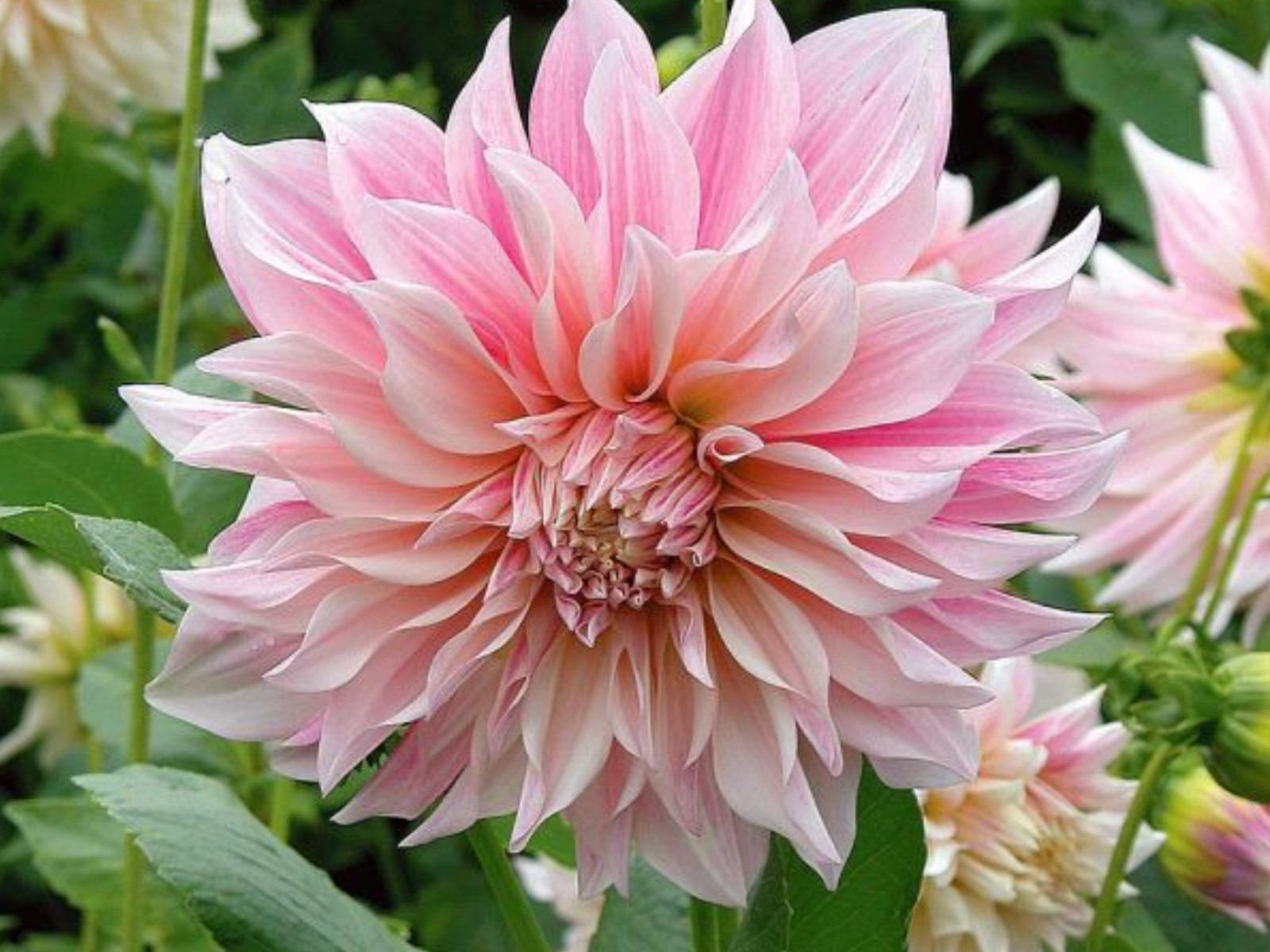 40+ Seeds| Café Au Lait Dahlia Perennial Seeds #D026
