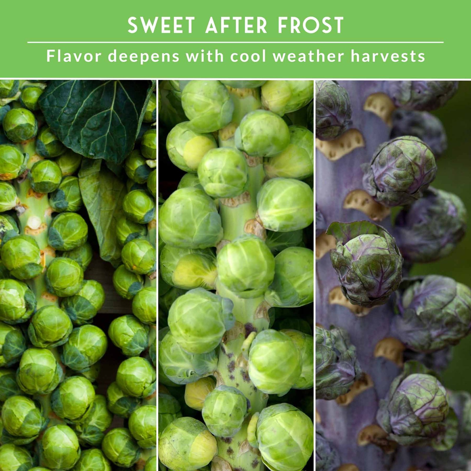 Brussels Sprouts Seed Collection – Red, Catskill & Long Island Improved