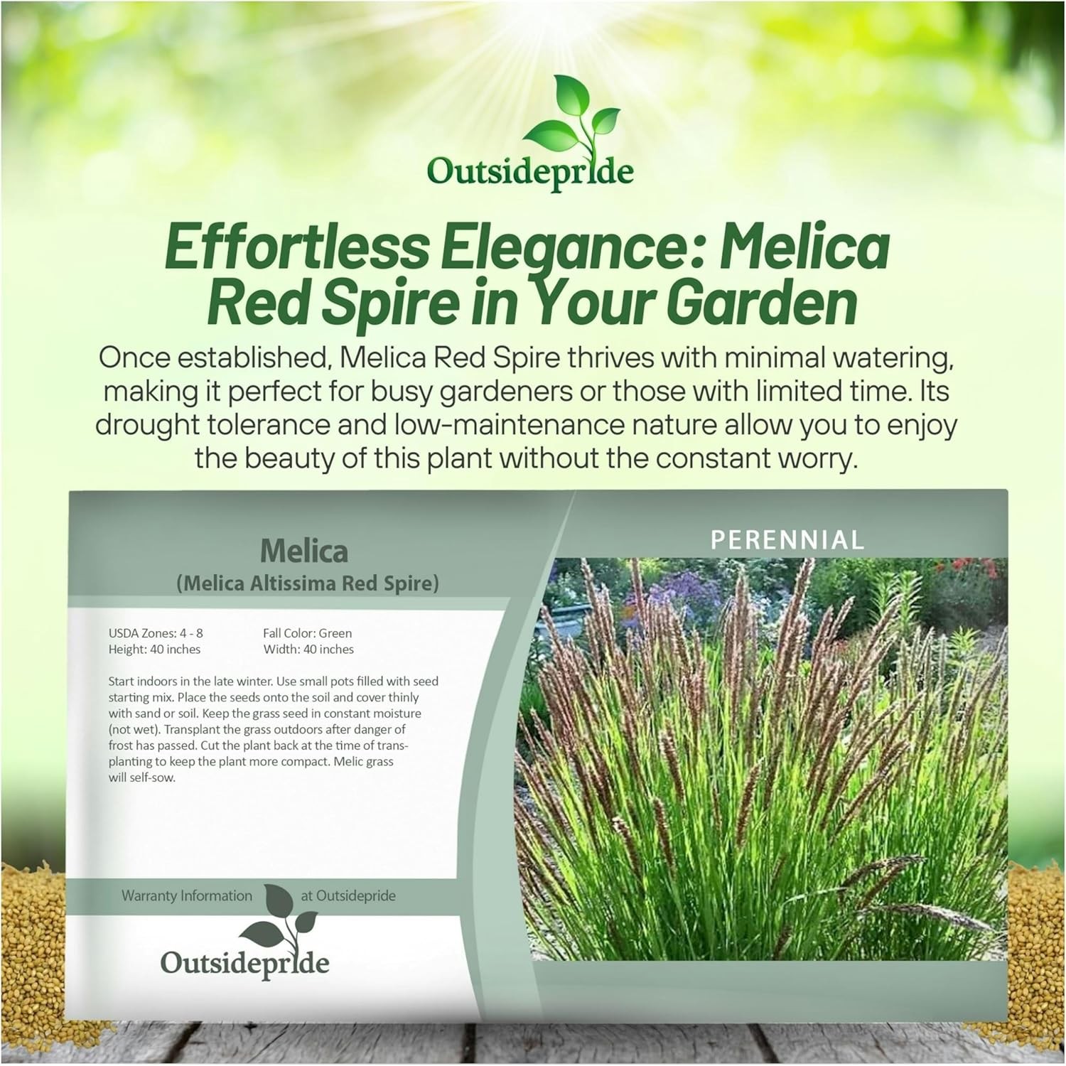 1000 Seeds Melic Seed – Melica Altissima Red Spire Ornamental Grass Seed