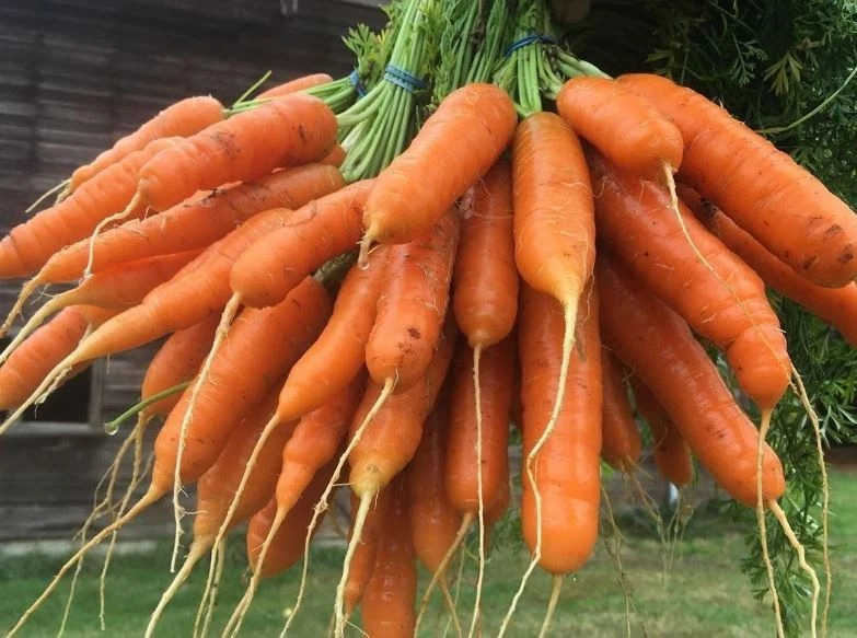 1000+ SCARLET NANTES CARROT SEEDS — SWEET—- FRENCH HEIRLOOM