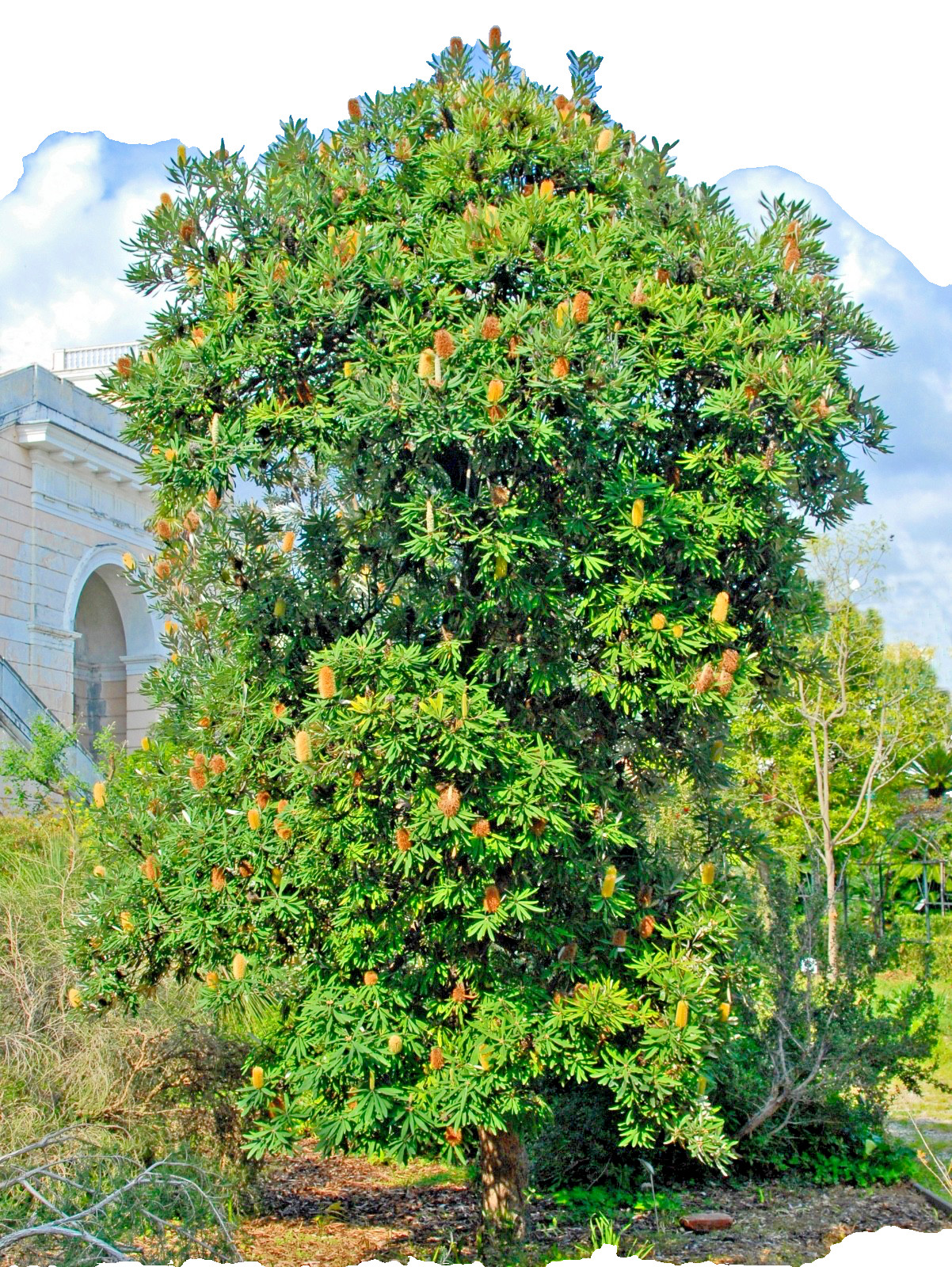 10 Banksia Serrata Tree Seeds Exotic Flowering Plant RARE Also for Bonsai