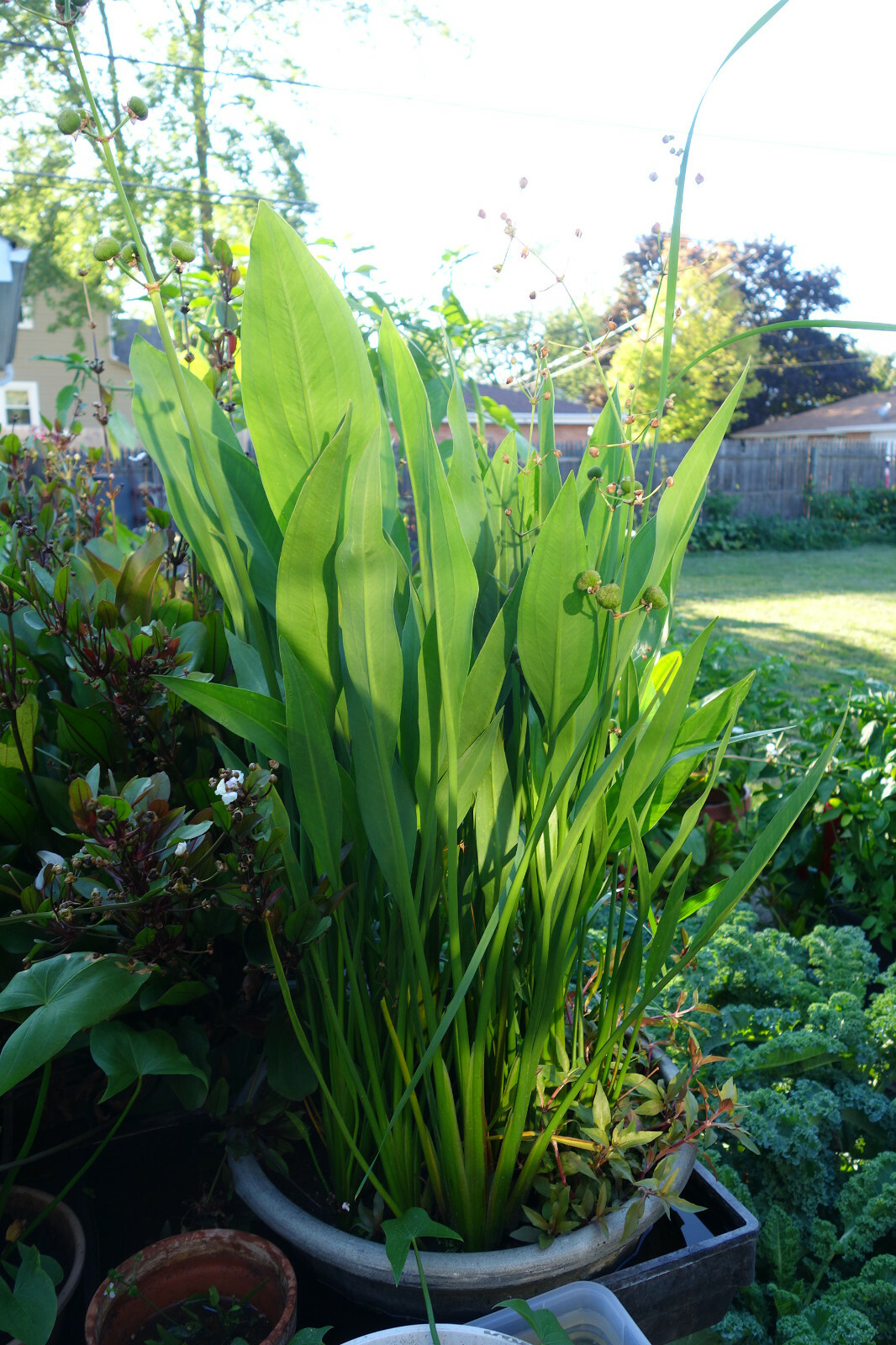 100 Sagittaria lancifolia SEEDS Lance Leaf Arrowhead Aquarium Aquatic Pond Plant