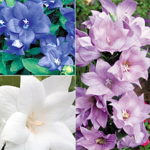 40+ PLATYCODON DOUBLE BALLOON MIXED FLOWER SEEDS (BLUE, WHITE, PINK/) PERENNIAL
