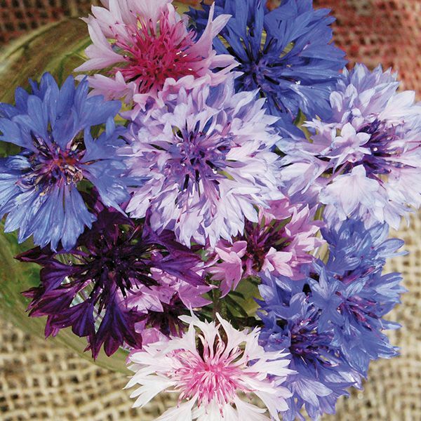 250+ BACHELOR BUTTON POLKA DOT MIX FRESH HARVEST FOR GARDENS