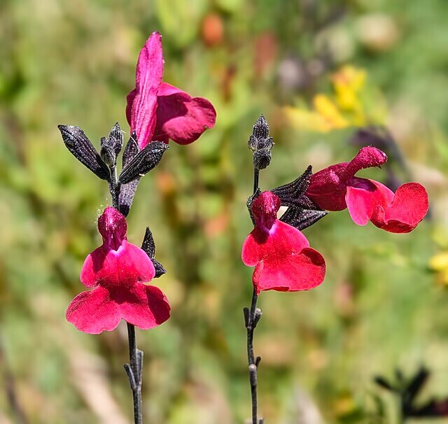 Salvia macrophylla | Andean Sage | 5 Seeds