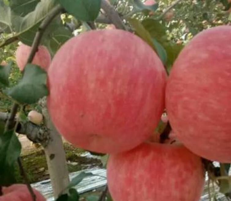 33+ Red Fuji Apple Crisp Sweet Juicy Seeds