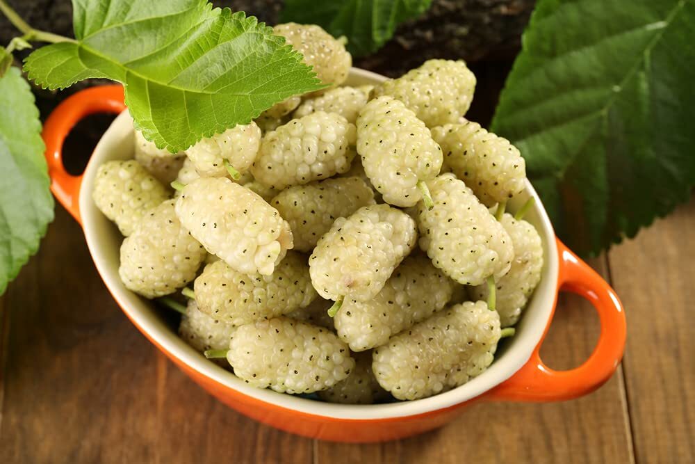50+ White Mulberry Tree Seeds – Morus Alba – Non-GMO Seeds, Grown and Shipped fr