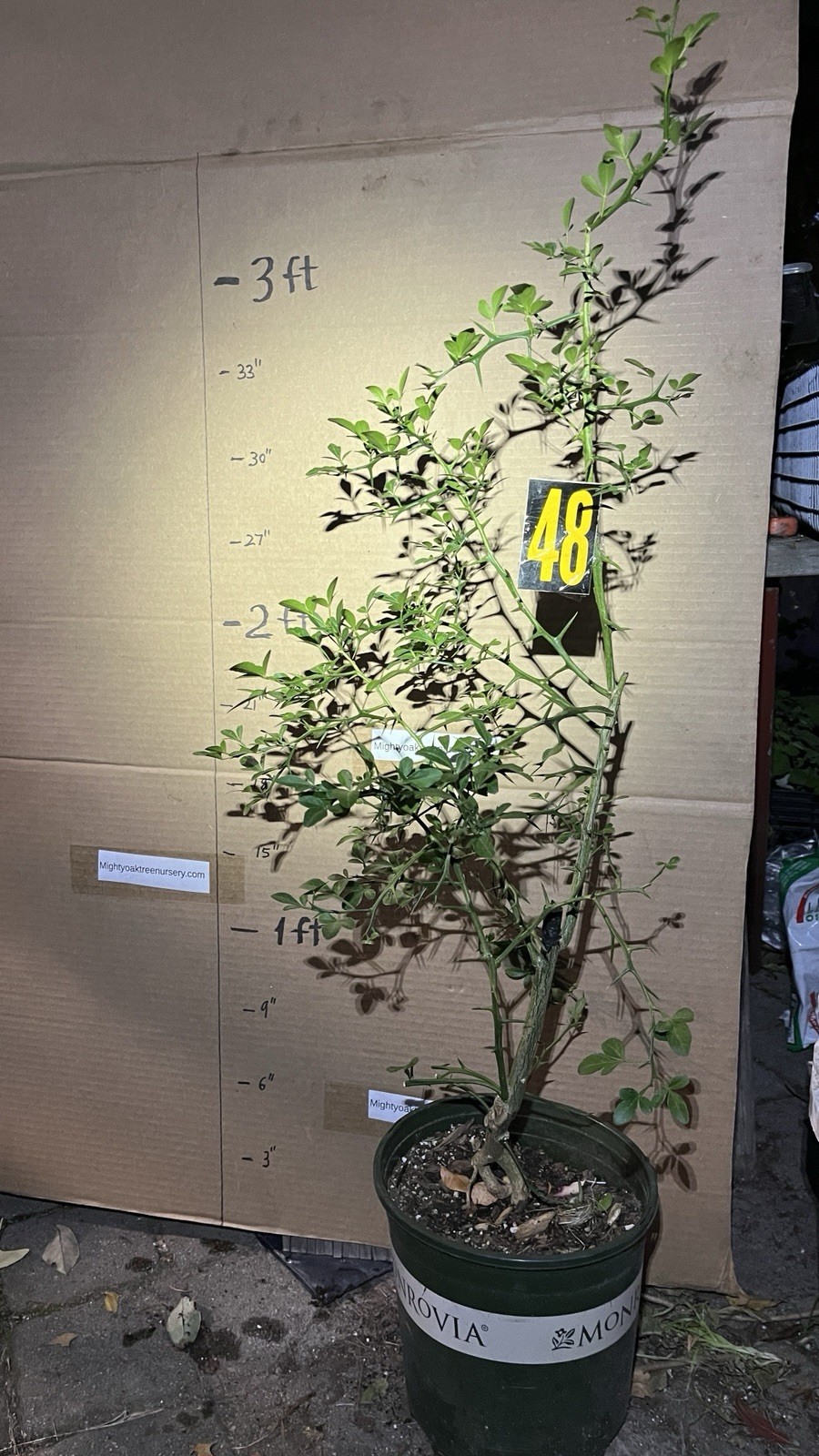Exact plant #48 Trifoliate Orange (Poncirus trifoliata) 4-5 year old