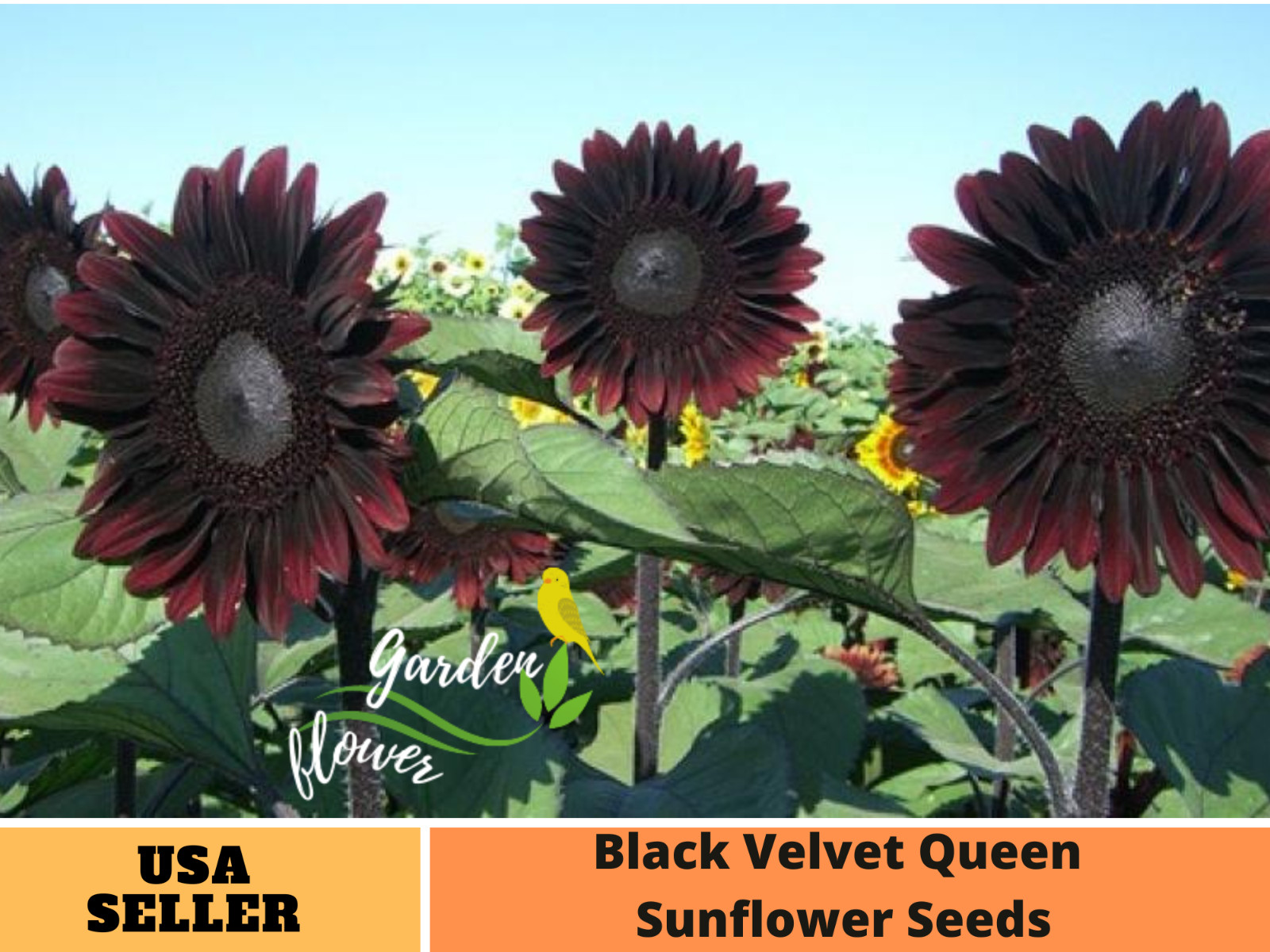 25+ Seeds|Black Velvet Queen Sunflowers Seeds #E005