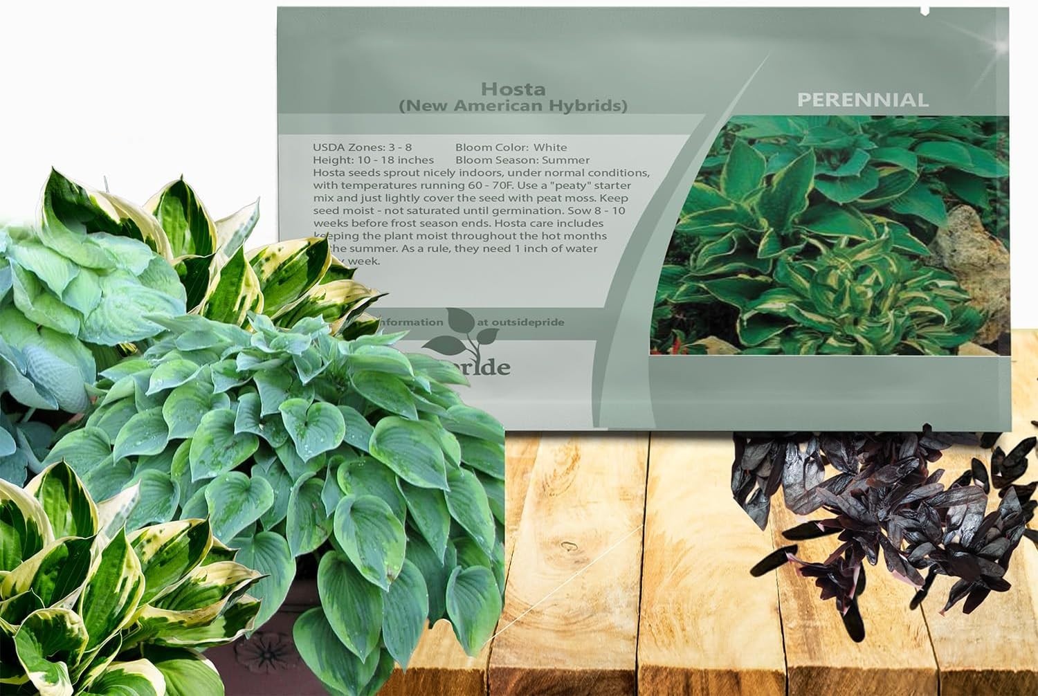 Low Maintenance Hosta Seeds – 50 Pcs for Vibrant Shade Displays and Containers