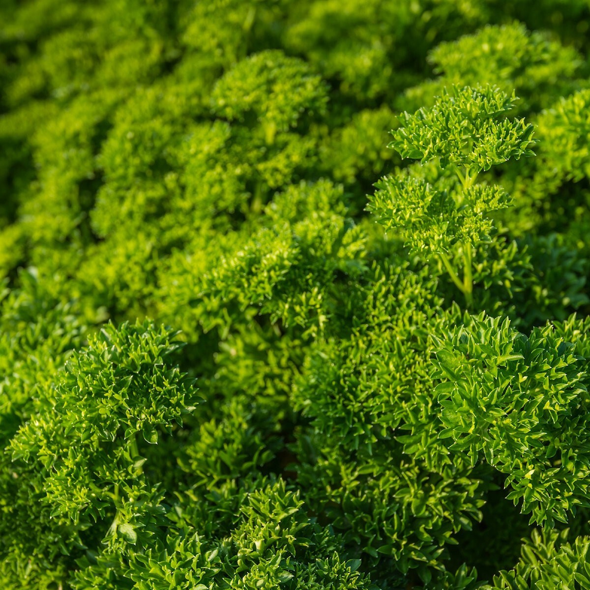 1000 Moss Curled Parsley Seeds – Everwilde Farms Mylar Seed Packet