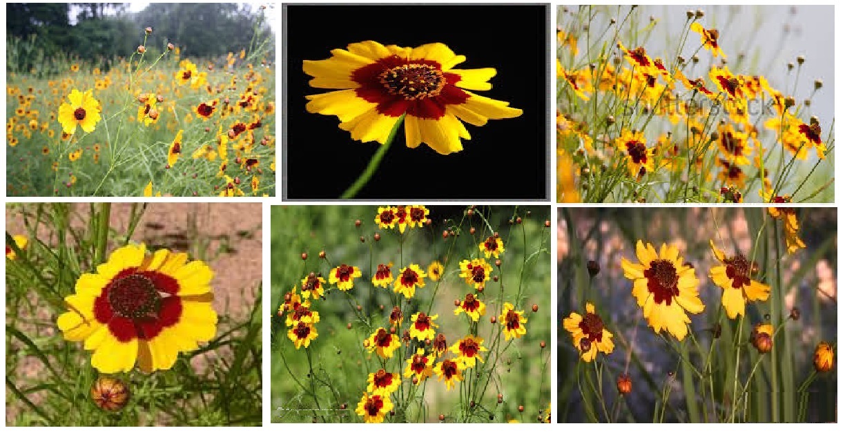 PLAINS COREOPSIS Golden Yellow FLOWER over 1,000 + SEEDS 4 U — USA Seller