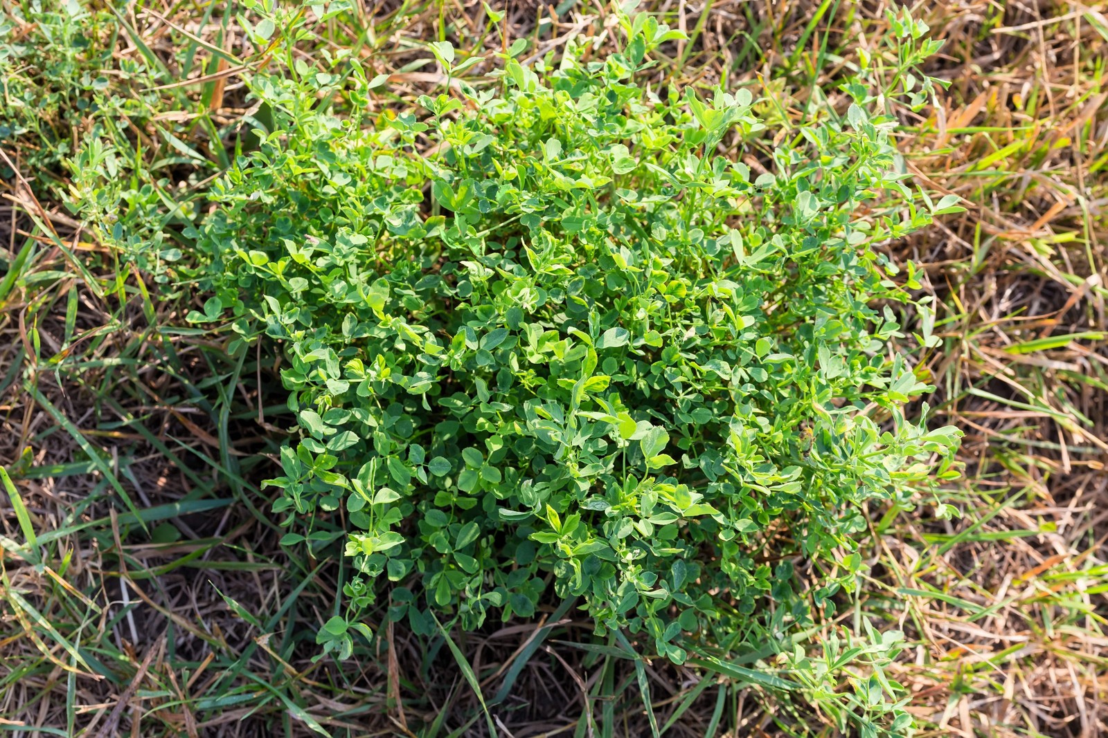 100 CIMARRON ALFALFA Medicago Sativa Ground Cover Forage Purple Flower Seeds
