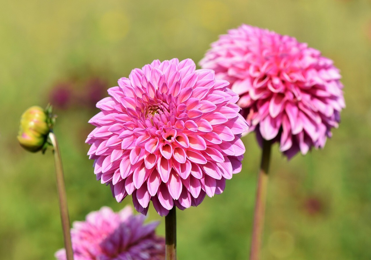 Special Perennial Dahlia Flower Seeds 5+PCS