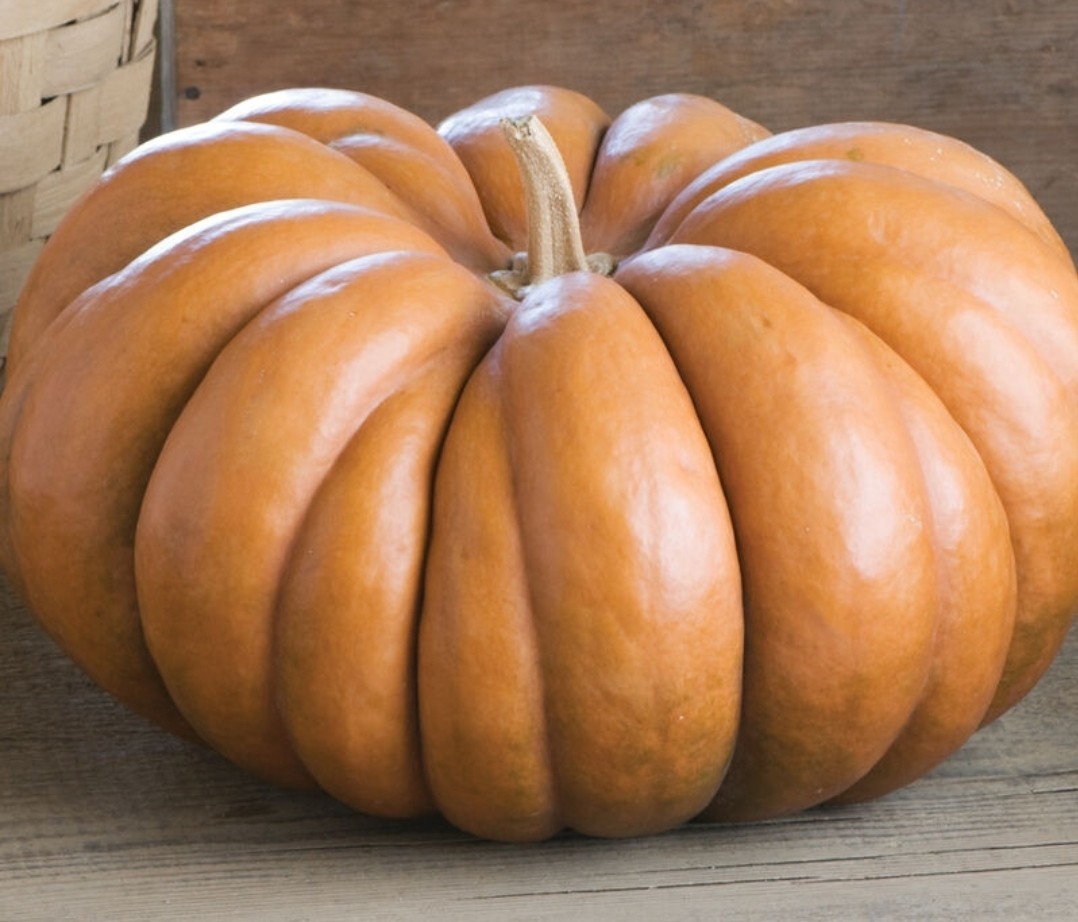 Musquee de Provence Pumpkin Squash Seeds (15) / Fairytale Pumpkin / RARE / EASY