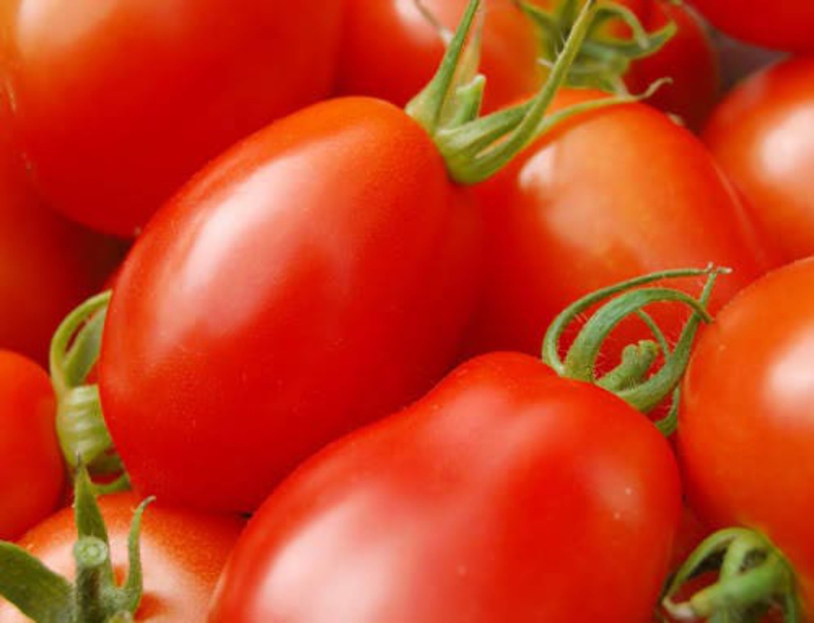 Italian Roma Heirloom Tomato Seeds FREE SHIPPING!