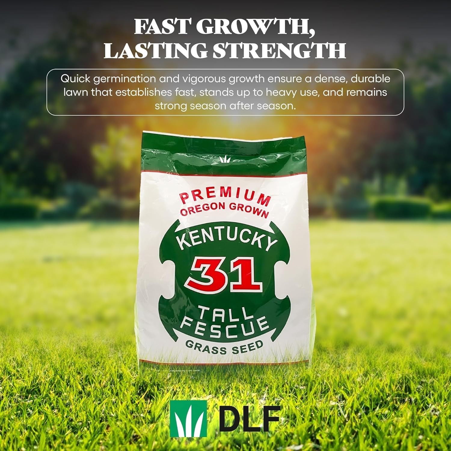 Tall Fescue Grass Seed Kentucky 31 5lb Sun & Shade Durable High Traffic Lawns