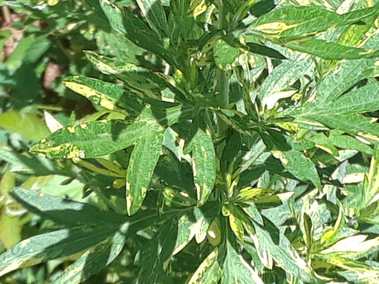 500 Mugwort Seeds (Artemisia Vulgaris)