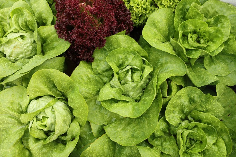 Bibb Lettuce Seeds