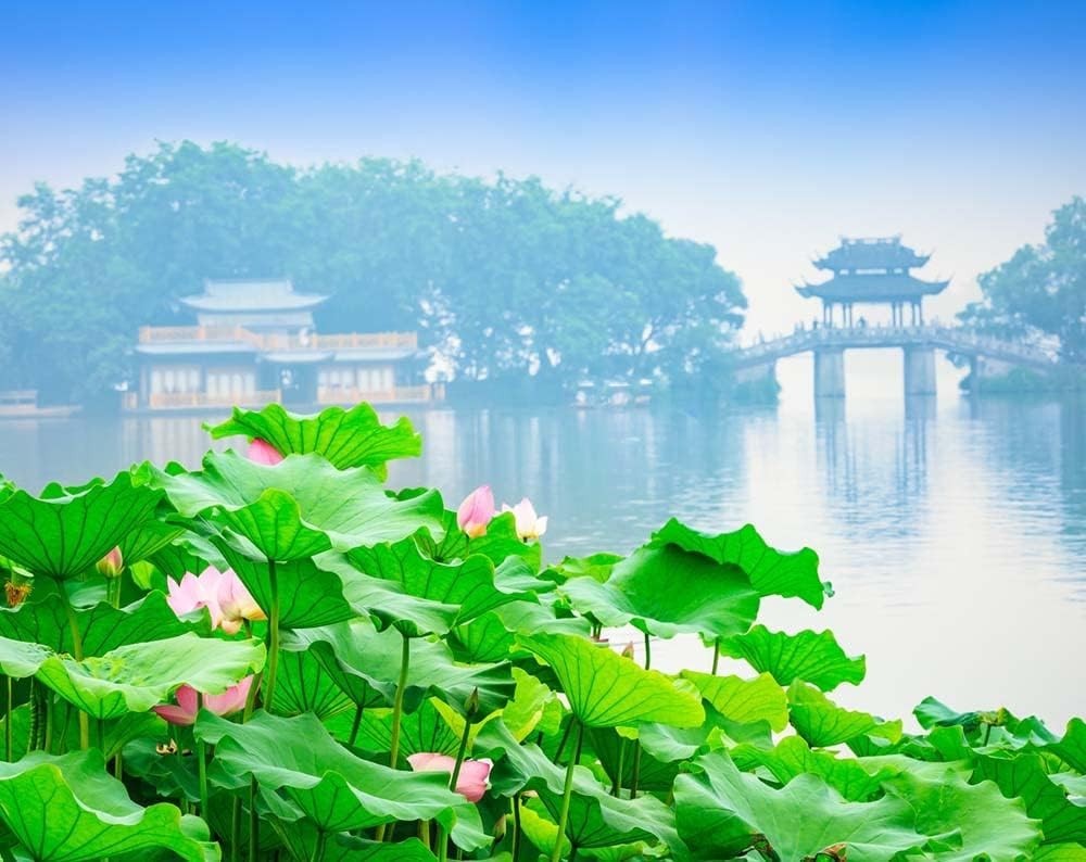30PCS Non-GMO Bowl Lotus Seeds for Stunning Water Lilies – Easy to Grow